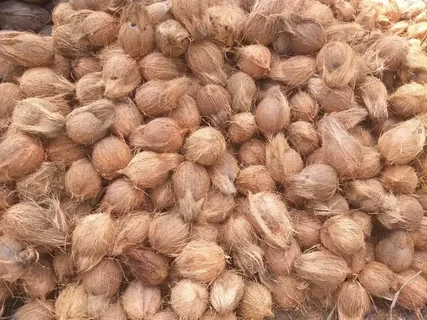 Semi-Husked Coconuts